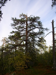 080913-Elg Park + Njupeskars - 051