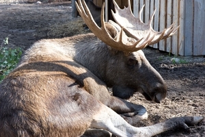 papa-eland