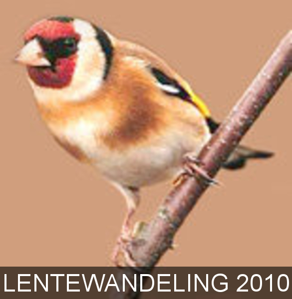 distelvink