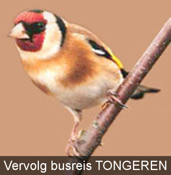 distelvink