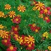 4IN Great Dixter garden - Annuals & bedding