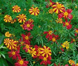 4IN Great Dixter garden - Annuals & bedding