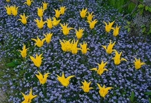 4IN Great Dixter garden - design