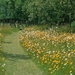 4IN Great Dixter garden - Meadow Areas