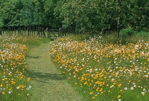 4IN Great Dixter garden - Meadow Areas