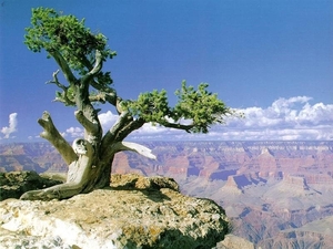 landschap 54  Grand Canyon (Medium)