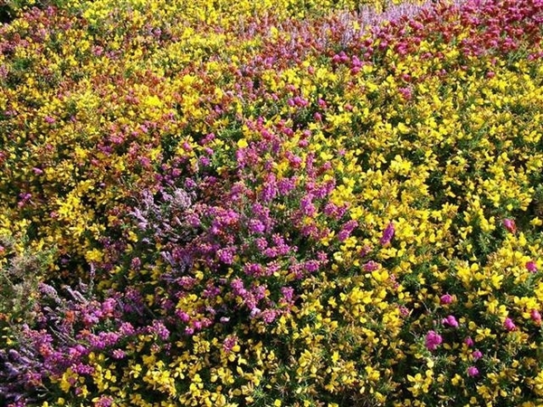 Frankrijk 76 Bretagne (Medium) (Small)