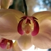 BLOEMEN 001