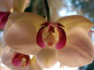 BLOEMEN 001