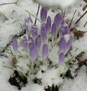 BLOEMEN 003