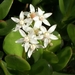BLOEMEN 004