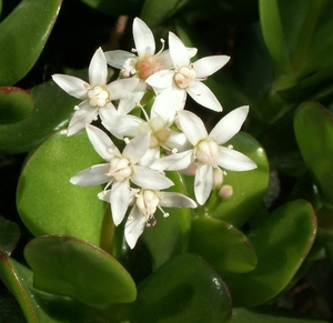 BLOEMEN 004