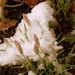 BLOEMEN 005