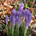 BLOEMEN 008