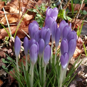 BLOEMEN 008