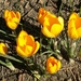 BLOEMEN 011