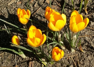 BLOEMEN 011