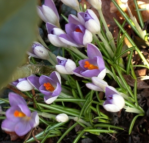 BLOEMEN 014