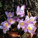 BLOEMEN 015