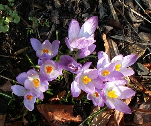 BLOEMEN 015