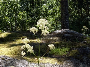 noorwegen 237