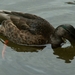 PICT0016