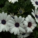 PICT0323