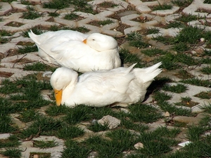 turkije 213