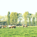 Oostkamp