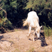 De Camargue