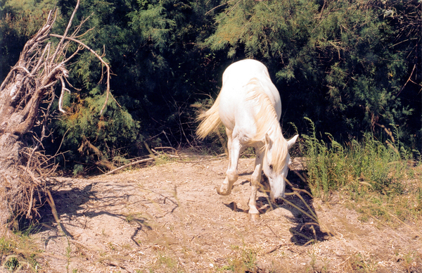 De Camargue
