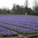 bollen 011