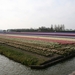 bollen 012