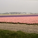 bollen 025
