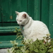 lesbos - witte kat
