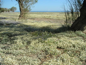 lesbos - lentebloemen