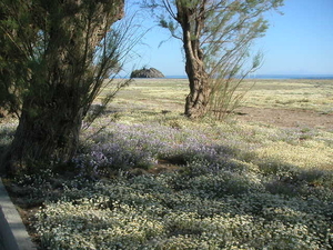 lesbos - lentebloemen
