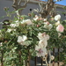 rozen