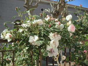 rozen