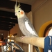 Pietje