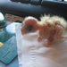 Pietje