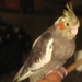 Pietje