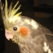 Pietje