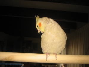 Nov-robfeest-pietje-chica-2008 185