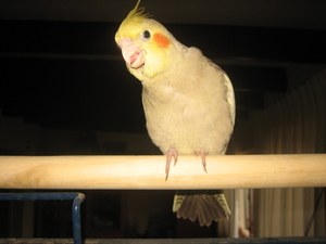 Nov-robfeest-pietje-chica-2008 186