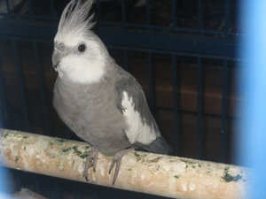 Nov-robfeest-pietje-chica-2008 150