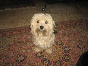 Nov-robfeest-pietje-chica-2008 194