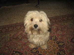 Nov-robfeest-pietje-chica-2008 195