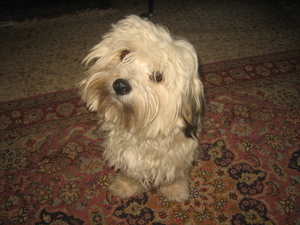 Nov-robfeest-pietje-chica-2008 196