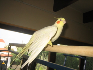 Nov-robfeest-pietje-chica-2008 200